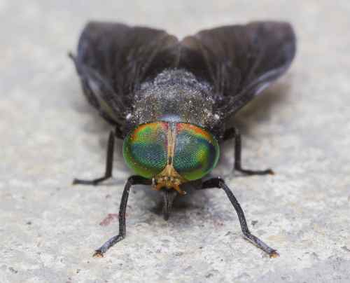 Green-eyed horse fly close up