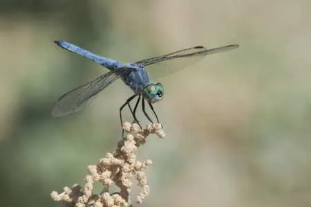 Blue Dasher, a blue-colored animal