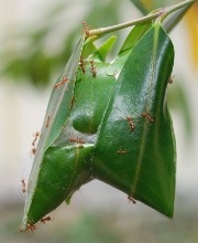 An ant nest entrance showing the intricate tunnel structure