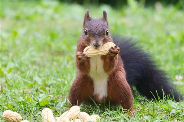A red squirrel eating, holding food in its front paws.