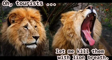 Smart lion