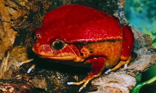 Tomato frog - Dyscophus antongilii