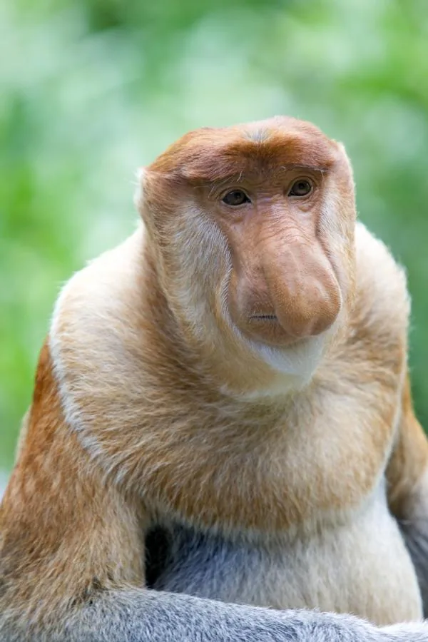 Proboscis monkey with distinctive long nose