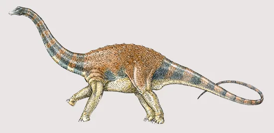 Saltasaurus loricatus, armoured titanosaur sauropod from South America