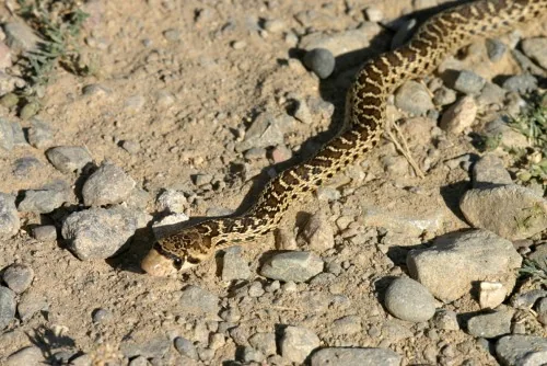Gopher snake in the Gobi Desert