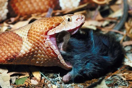 Copperhead snake feeding on a rodent