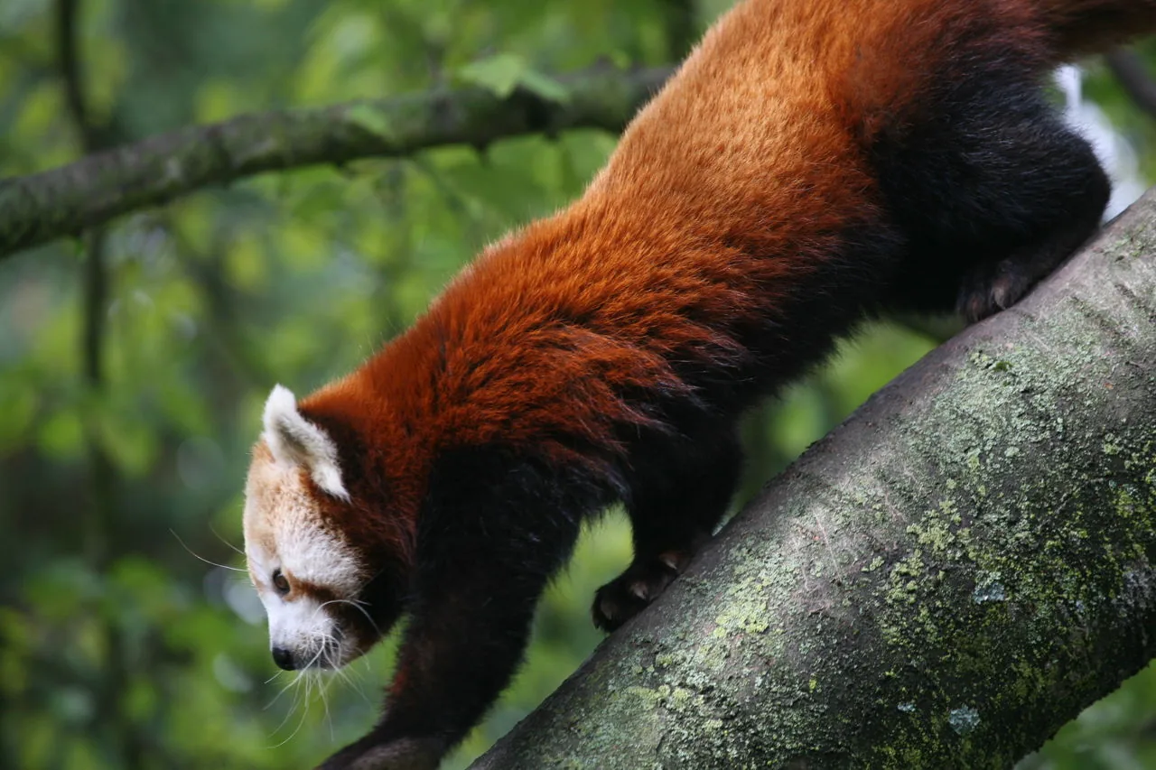 Red panda walking along a branch in a forest, showing its dense reddish-brown and dark belly fur