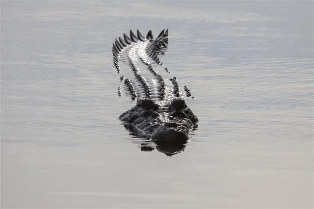 Saltwater crocodile swimming in a river