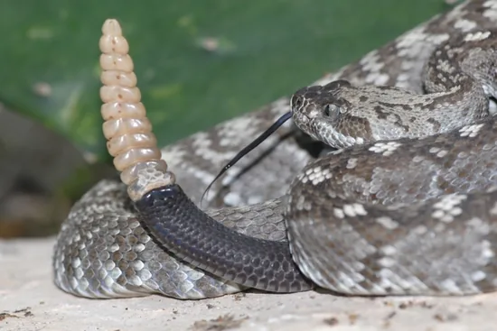 A coiled rattlesnake raising its segmented rattle as a warning
