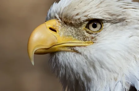 Bald eagle close-up showing piercing golden eyes