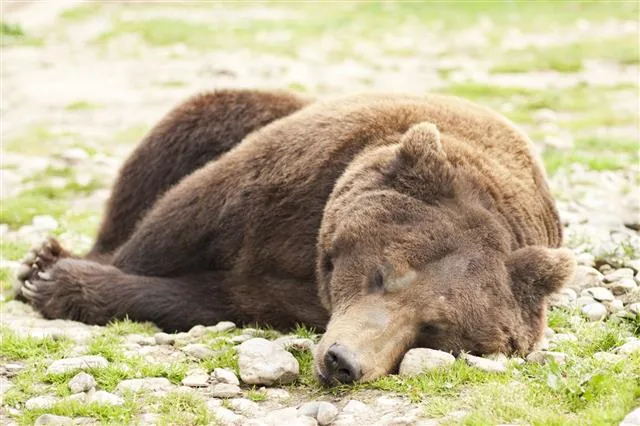 A brown bear sleeping curled up on the ground, resting through the cold