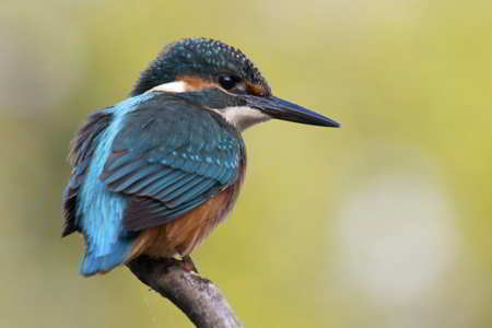Common Kingfisher, a blue-colored animal