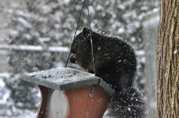 Gray squirrel on a snow-covered branch in winter