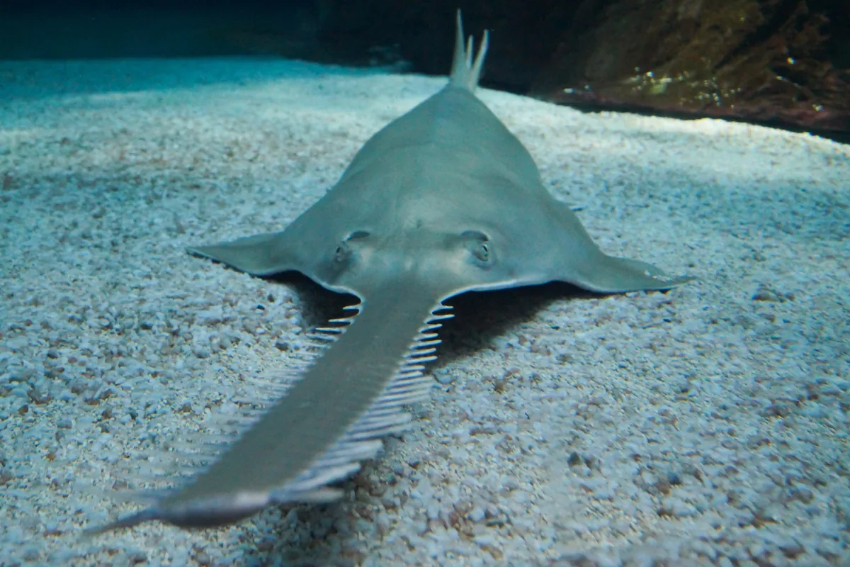 Sawfish with its long serrated rostrum (saw-like nose extension) used to detect and slash prey