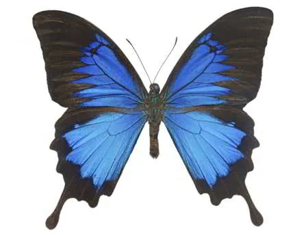 Ulysses butterfly, a blue-colored animal