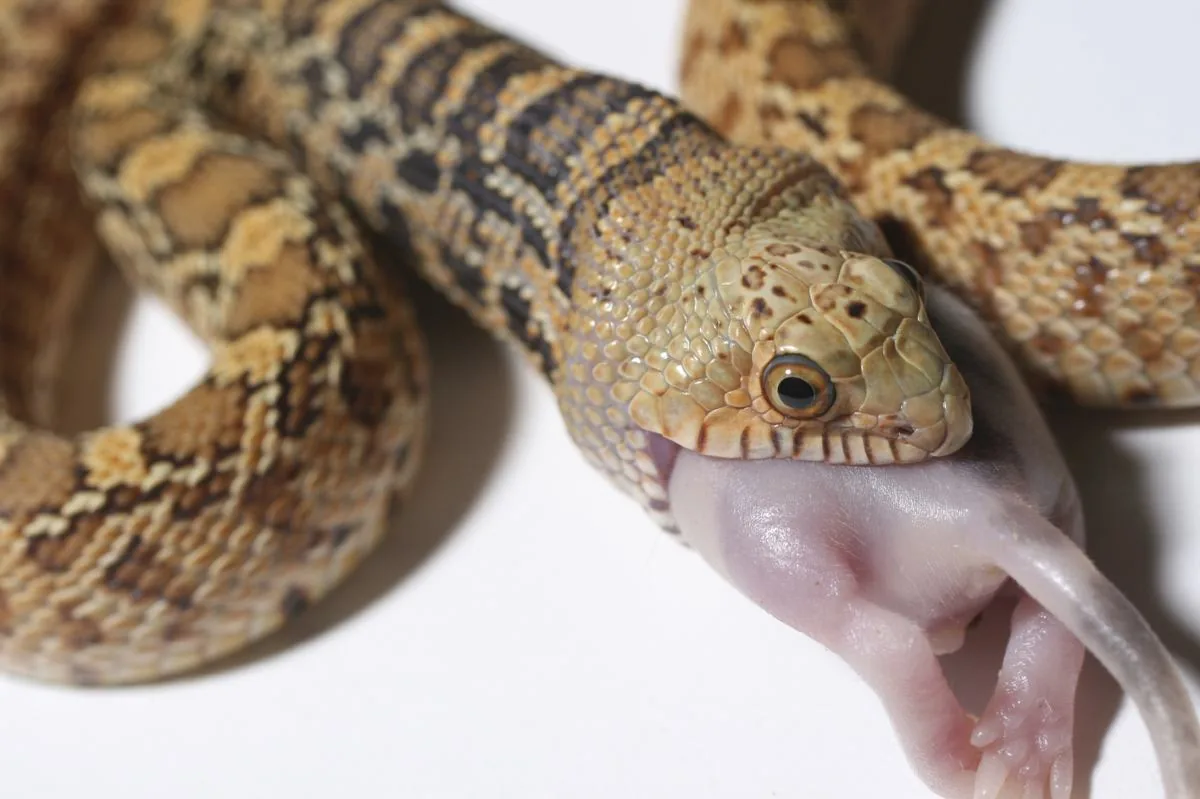 Bull Snake, a nonvenomous snake