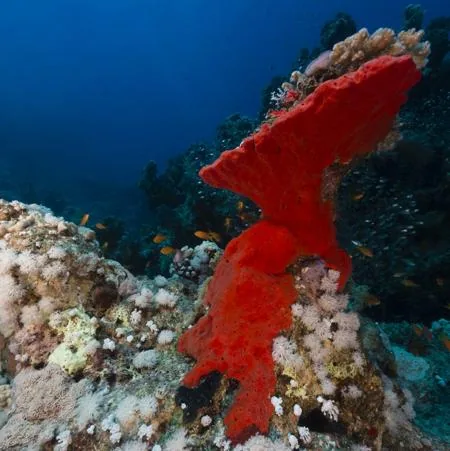 Red boring sponge