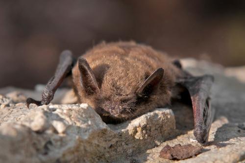 Little brown bat