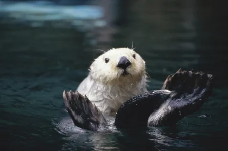 A sea otter floating on its back in calm ocean water, looking straight at the camera