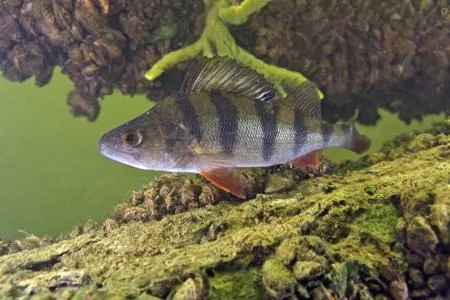 Perch swimming underwater