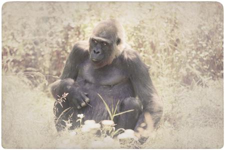 A sitting gorilla