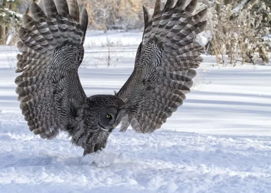 Great gray owl