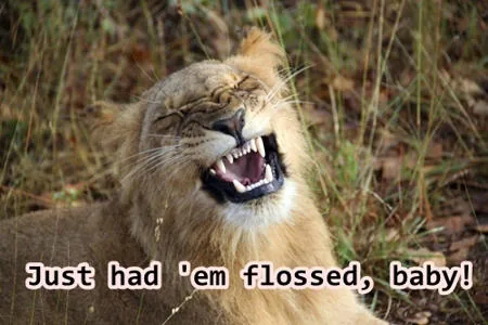 Hygienic lion