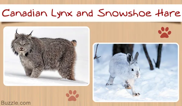 Canadian lynx and snowshoe hare