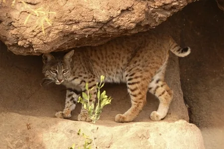 A bobcat in a rocky mountainous region