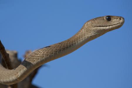 The Black Mamba