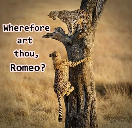 Romantic cheetahs