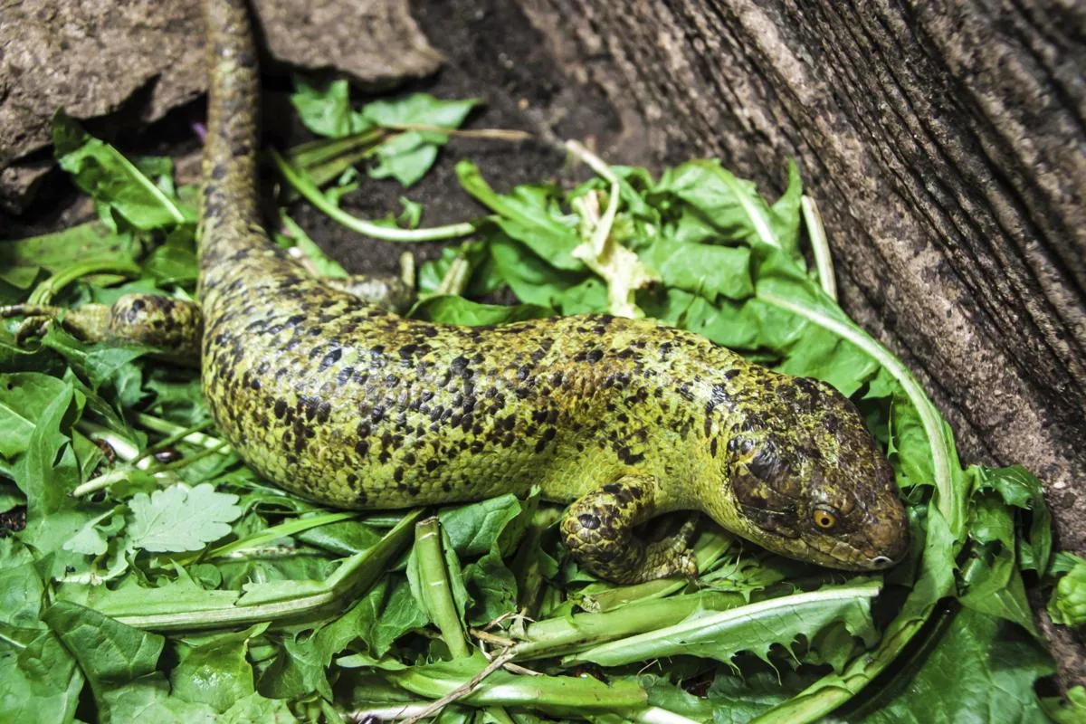 Solomon Island Skink (prehensile-tailed skink)