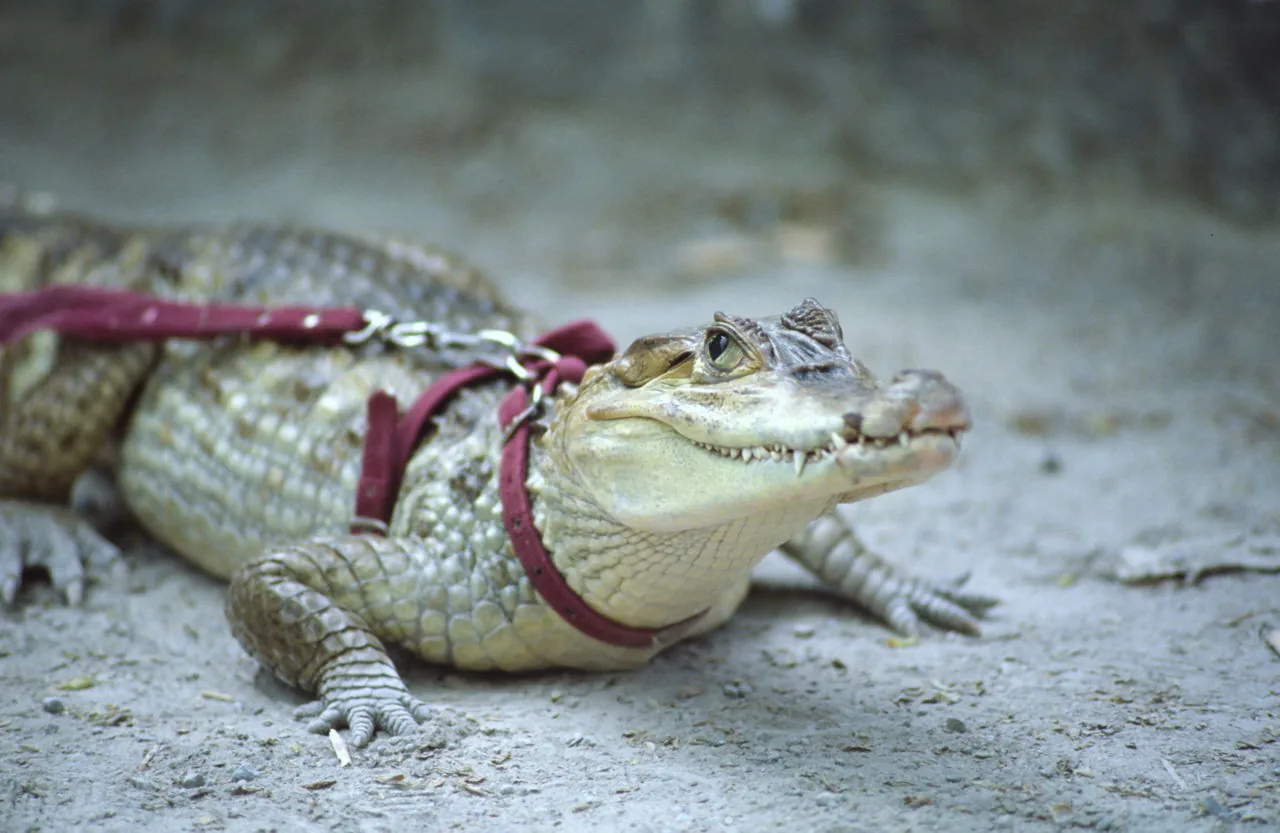 A person holding a young pet alligator, a reptile that can carry Salmonella