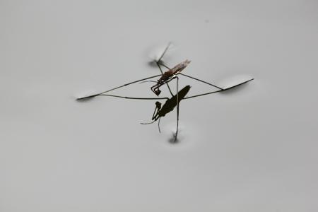 Water strider walking on the water surface