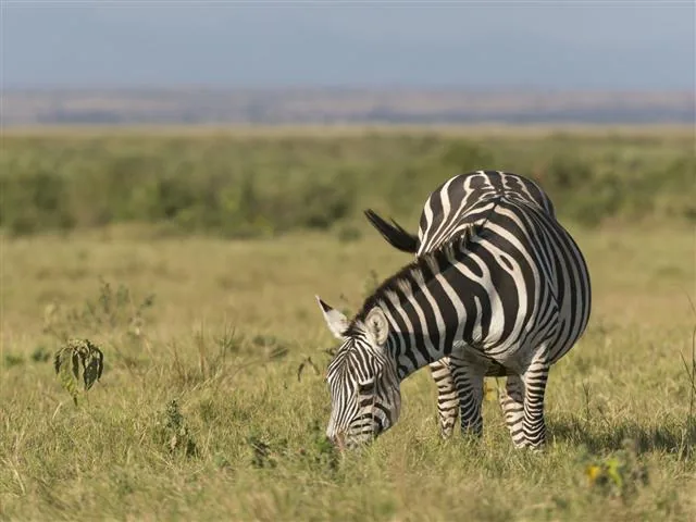 Plains zebra in open grassland