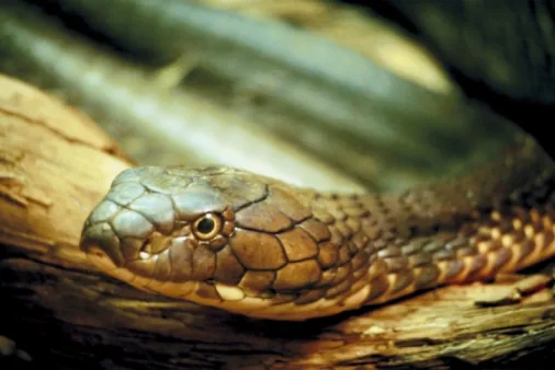 King Cobra with hood spread, the world's longest venomous snake