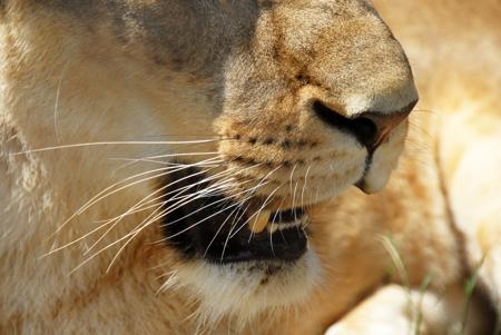 Lioness with mouth open showing whiskers
