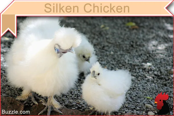 Silkie chicken