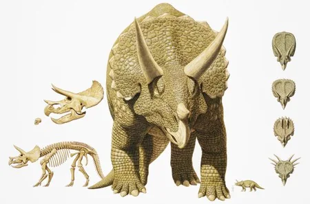 Triceratops showing all three horns, two long brow horns above the eyes and one shorter nasal horn