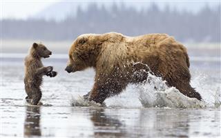 Brown bear cub