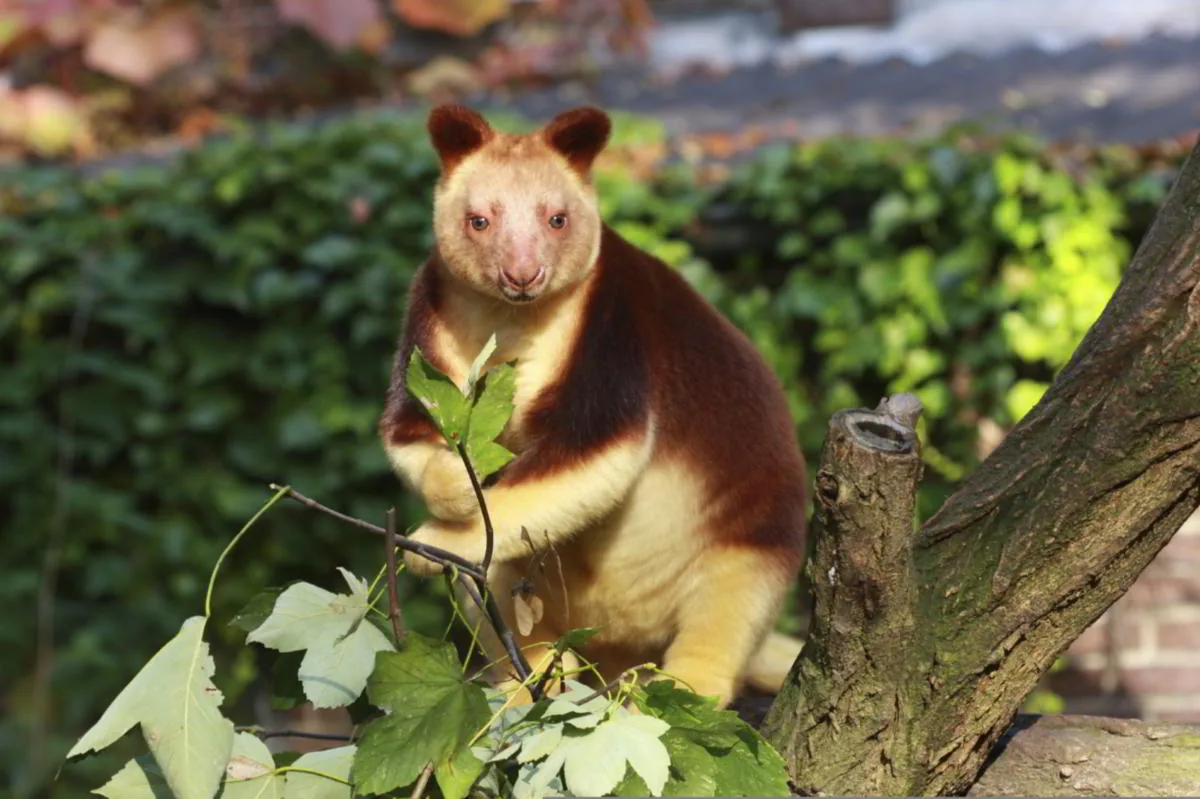 Tree kangaroo gripping a tree trunk, showing its curved claws and strong limbs