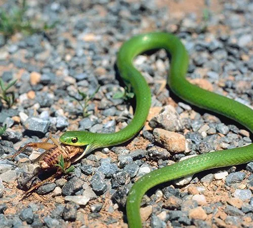 Western smooth green snake on a branch