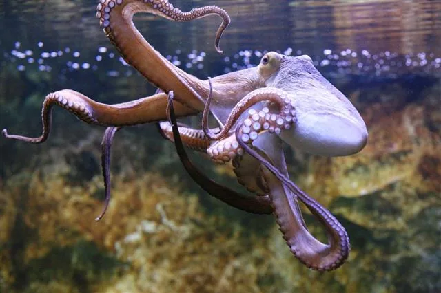 Octopus under the surface