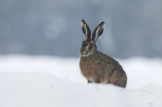 European Rabbit