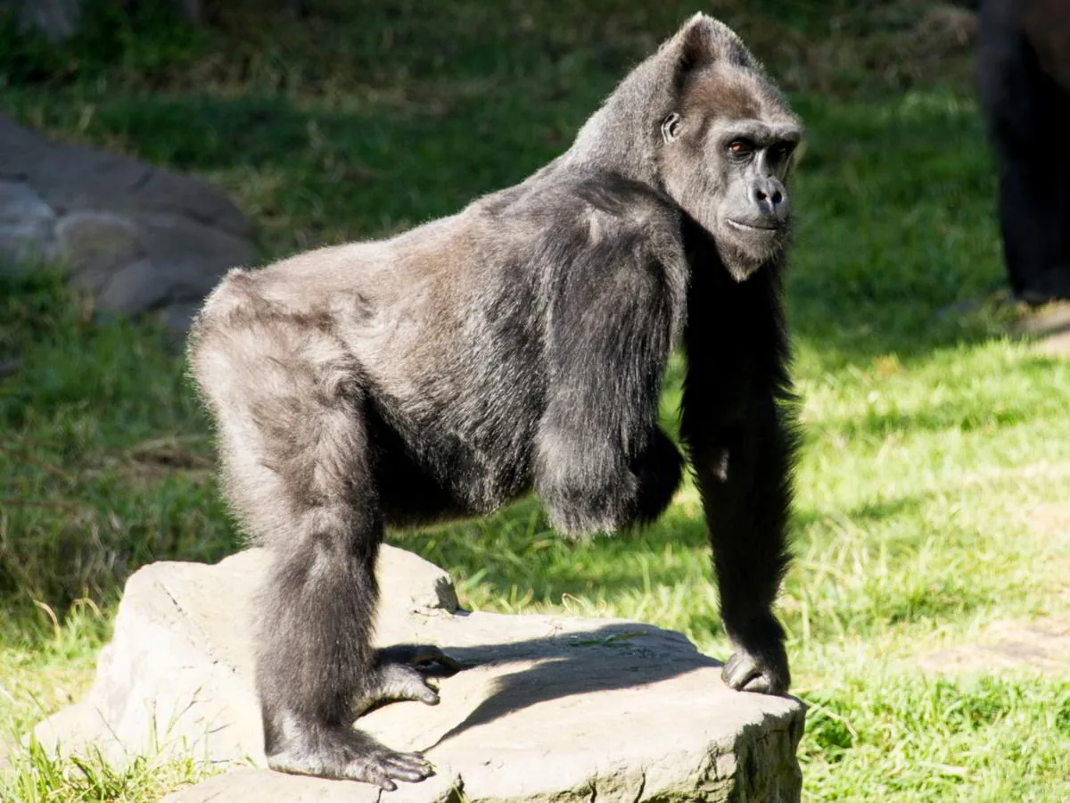 Eastern lowland gorilla resting in dense green forest