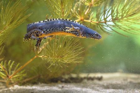 Male alpine newt swimming underwater