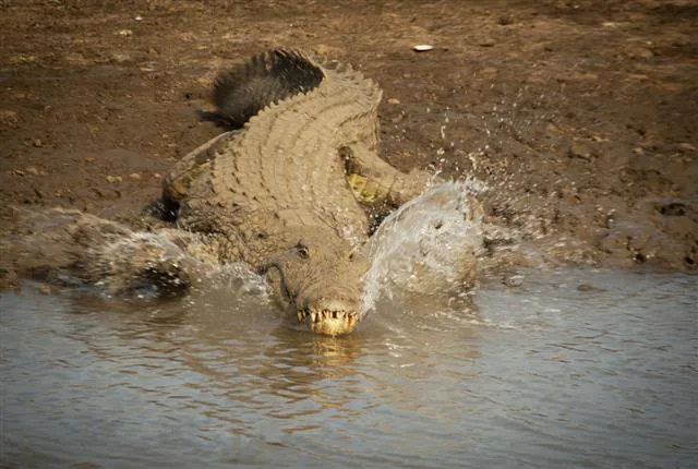 A crocodile resting near a river