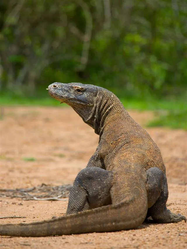 Komodo dragon walking across dry open ground