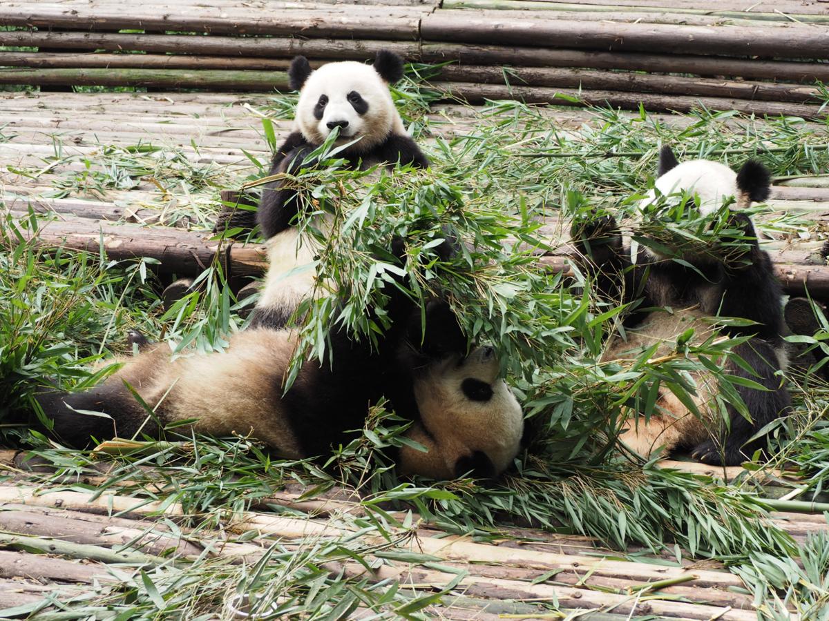 Giant pandas eating bamboo in China