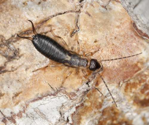 Black earwig with rear pincers
